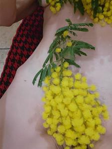 Mimóza  42 éves nő, Győr-Moson-Sopron megye